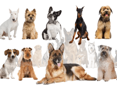 10 German Shepherd Terrier Mix Breed Dogs animation branding graphic design