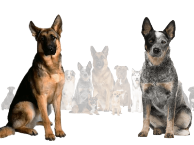 Blue Heeler German Shepherd Mix 3d animation branding graphic design