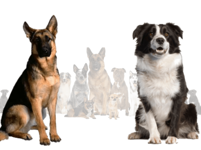 German Shepherd Australian Shepherd Mix animation branding graphic design ui