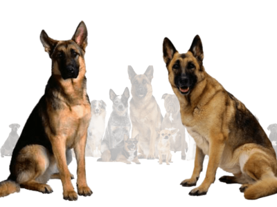 The Belgian Malinois German Shepherd Mix: A Comprehensive Guide