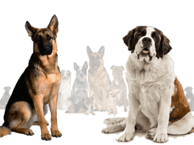 German Shepherd St. Bernard Mix, 2 Furry Dogs 3d animation branding graphic design motion graphics