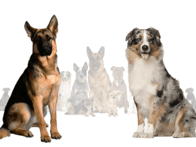 Aussie German Shepherd Mix animation branding graphic design logo motion graphics