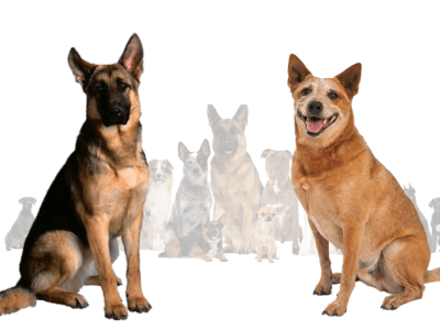 Red Heeler German Shepherd Mix 3d animation branding graphic design motion graphics