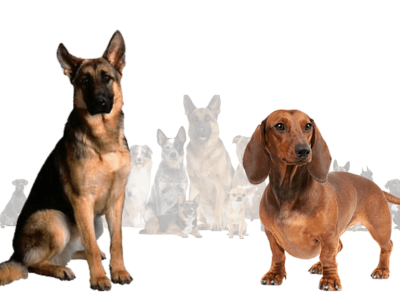 German Shepherd Weiner Mix 3d animation graphic design logo motion graphics ui