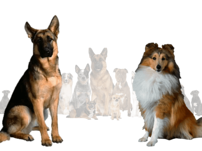 German Shepherd Sheltie Mix 3d animation graphic design logo motion graphics ui