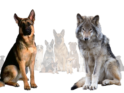 German Shepherd Wolf Mix, Not A Pet Dog! 3d animation graphic design logo motion graphics ui