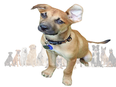 Rhodesian Ridgeback German Shepherd Mix Puppies 3d animation graphic design logo motion graphics ui