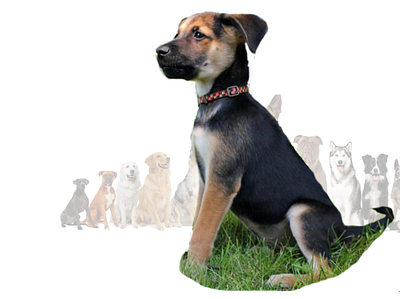Why Adopt German Shepherd Pitbull Mix Puppies? 3d animation graphic design logo motion graphics ui