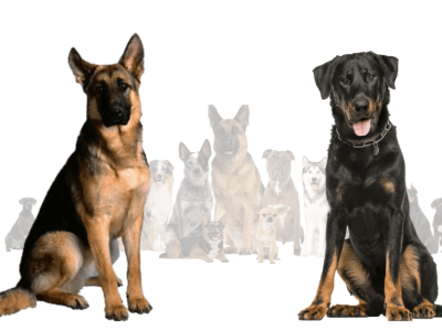 Beauceron German Shepherd Mix, A Detailed Guide 3d animation graphic design logo motion graphics ui