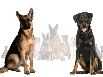 Beauceron German Shepherd Mix, A Detailed Guide