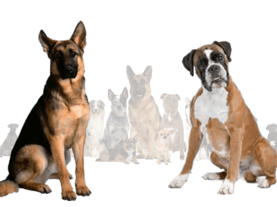 German Shepherd Boxer Mix, The Endmost Guide 3d animation graphic design logo motion graphics ui