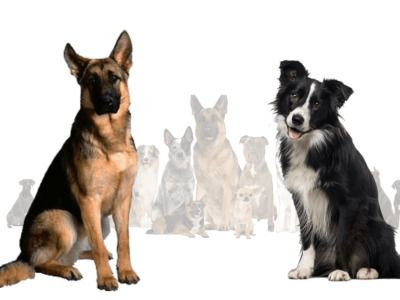 German Shepherd Border Collie Mix, Is It Worth Owning? 3d animation branding graphic design logo motion graphics ui