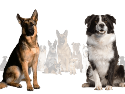 German Shepherd Australian Shepherd Mix Detailed Guide 3d animation graphic design logo motion graphics ui