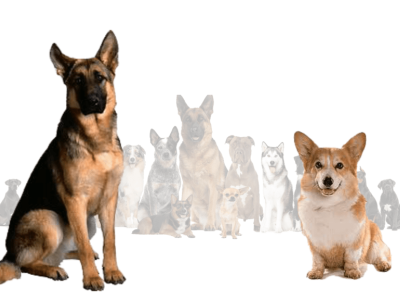 German shepherd corgi mix, The lovable ball of fur 3d animation branding graphic design logo motion graphics ui