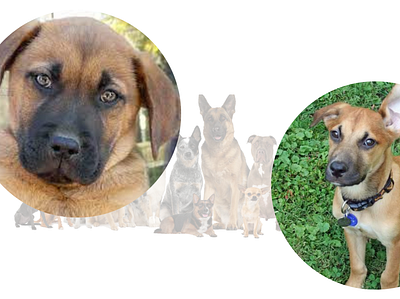 Rhodesian Ridgeback German Shepherd Mix Puppies 3d animation branding graphic design logo motion graphics ui
