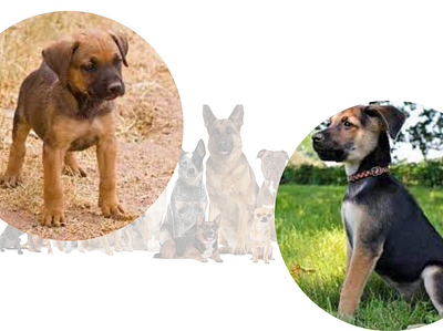 German Shepherd Pitbull Mix Puppies 3d animation graphic design logo motion graphics ui