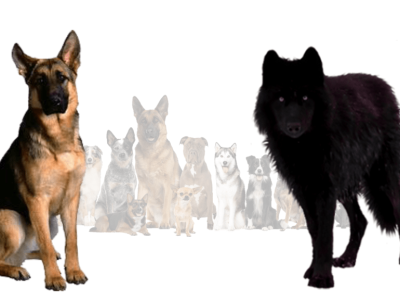 Blue Bay Shepherd, An Amazing GSD Mix Breed Of 20s 3d animation branding graphic design logo motion graphics ui