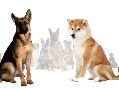 All About German Shepherd Akita Mix 3d animation branding graphic design logo motion graphics ui