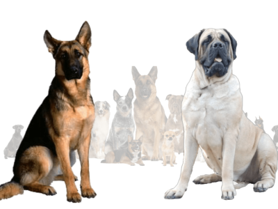 A Desirable German Shepherd Mastiff Mix Breed In United States