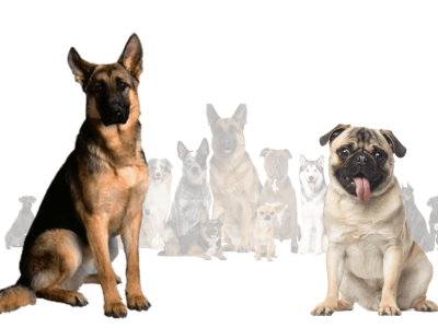 All You Need To Know About German Shepherd Pug Mix Breed 3d animation branding graphic design logo motion graphics ui