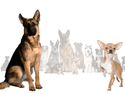 The German shepherd Chihuahua mix: A breed with both attitude an 3d animation branding graphic design logo motion graphics ui