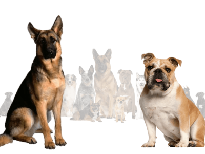Details About German Shepherd Bulldog Mix 3d animation branding graphic design logo motion graphics ui