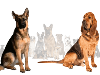 Facts and Figures About Bloodhound German Shepherd Mix Dog 3d animation branding graphic design logo motion graphics ui