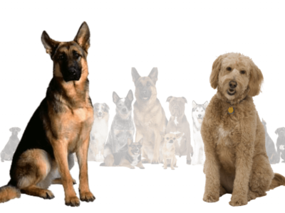 Goldendoodle German Shepherd Mix: The Ultimate Guide 3d animation branding graphic design logo motion graphics ui