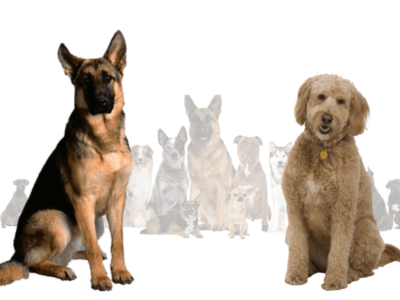 Goldendoodle German Shepherd Mix: The Ultimate Guide