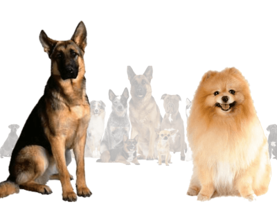 German Shepherd Pomeranian Mix, The Ultimate Guide With Facts 3d animation branding graphic design logo motion graphics ui