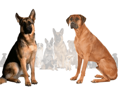 Full Grown Rhodesian Ridgeback German Shepherd Mix 3d animation branding graphic design logo motion graphics ui