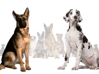 German Shepherd Great Dane Mix – A big dog with big potential 3d animation branding graphic design logo motion graphics ui