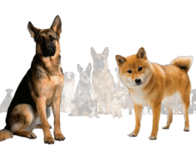 Shiba Inu German Shepherd Mix , Extremely Rare Breed 3d animation branding graphic design logo motion graphics ui