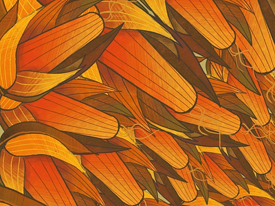 Corn corn fields graphic design illu illustration