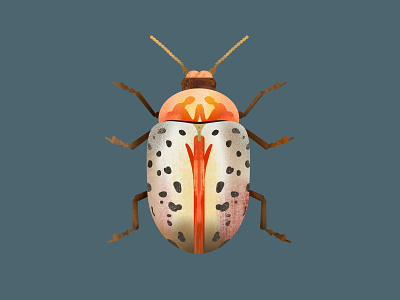 insect brush drawing flat design illustration illustrator insect procreate sketch texture