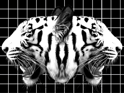 Tigers