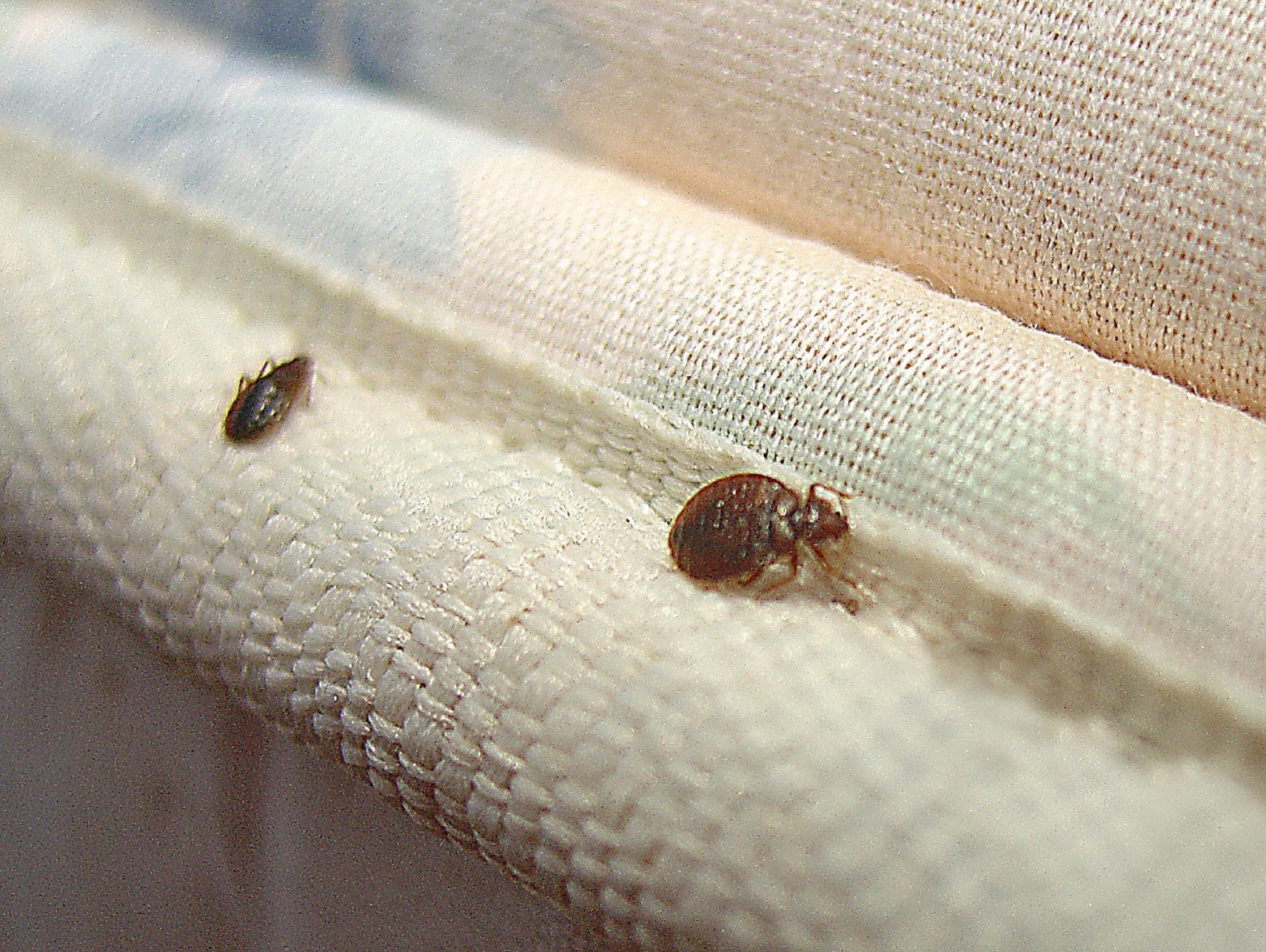 can you get bedbugs from a new mattress