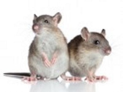 Pest Control Chiswick