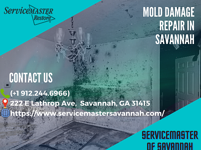 Hire the Most Professional Mold Damage Repair in Savannah