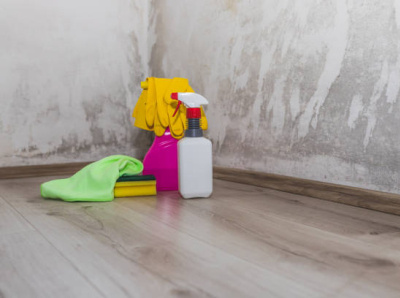 Take The Best Service Of Mold Removal In Savannah mold removal savannah