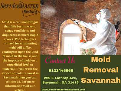 Find The Best Mold Removal In Savannah mold removal in savannah