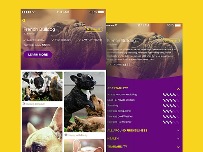 Breed details app colorful details dog ios puppy ui ux