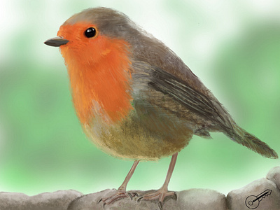 Garden red Robin