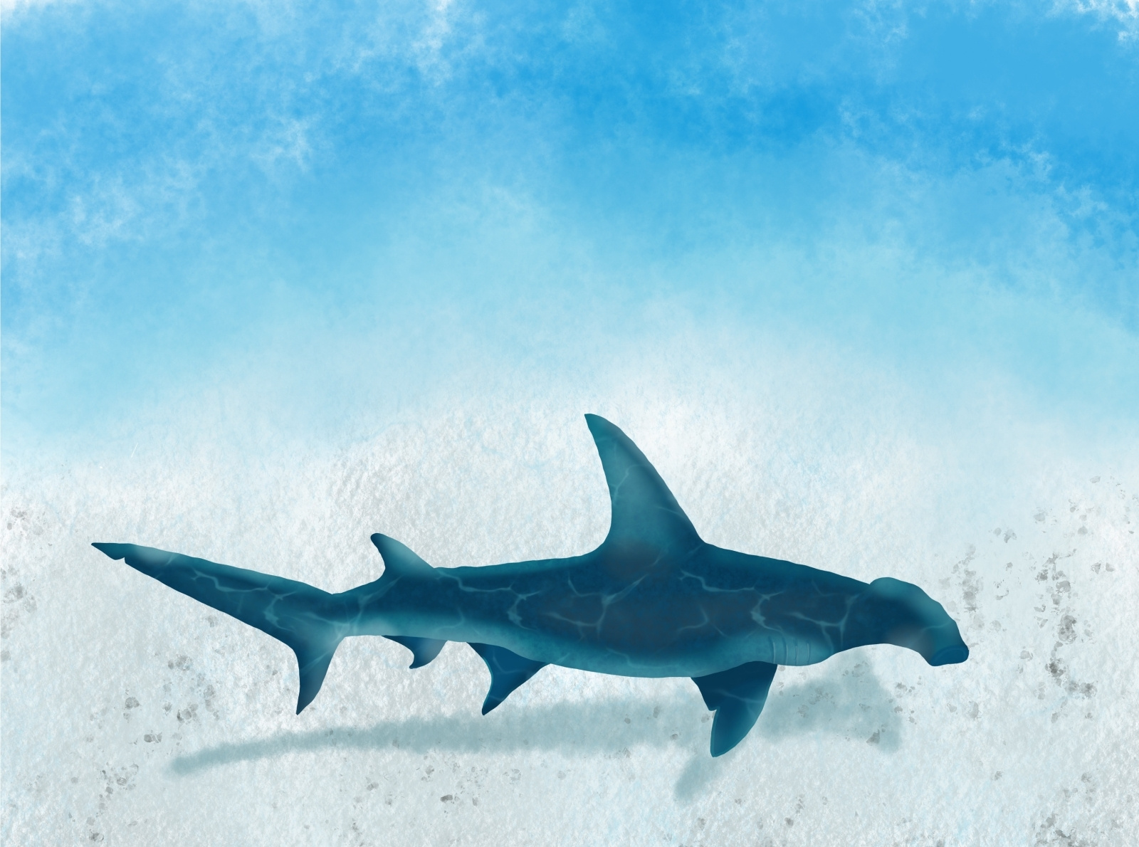 Hammerhead Shark by Keysdrawings on Dribbble