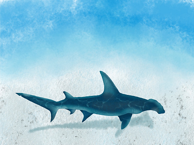 Hammerhead Shark art design digital drawing illustration ipadart line drawing procreate art shark sketch