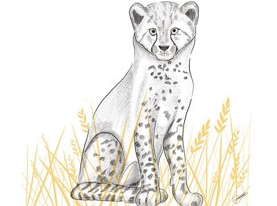Cheetah in the grassland art cheetah design digital drawing illustration ipadart line drawing procreate art sketch
