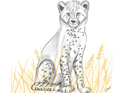 Cheetah in the grassland