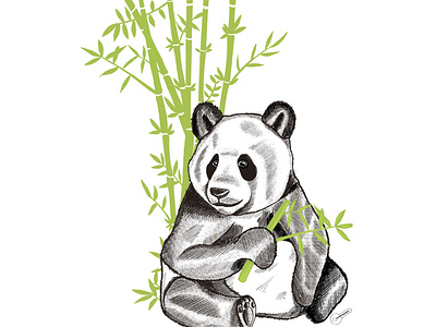 Panda in the bamboo