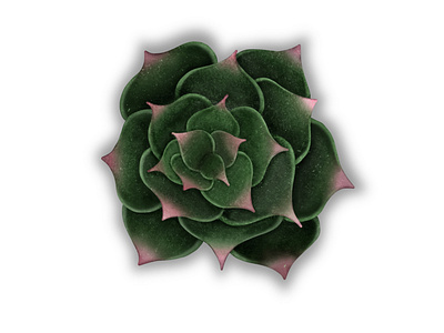 Echeveria Tippy Succulent greenery illustration minimalist plant succulent