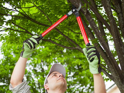 Urban Tree Care Ltd